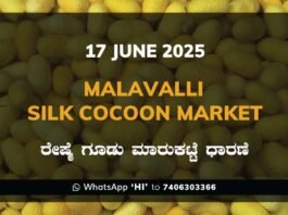 Malavalli Silk Cocoon Market Price Rate ಮಳವಳ್ಳಿ ರೇಷ್ಮೆ ಗೂಡು ಮಾರುಕಟ್ಟೆ ಧಾರಣೆ