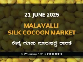 Malavalli Silk Cocoon Market Price Rate ಮಳವಳ್ಳಿ ರೇಷ್ಮೆ ಗೂಡು ಮಾರುಕಟ್ಟೆ ಧಾರಣೆ
