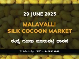 Malavalli Silk Cocoon Market Price Rate ಮಳವಳ್ಳಿ ರೇಷ್ಮೆ ಗೂಡು ಮಾರುಕಟ್ಟೆ ಧಾರಣೆ