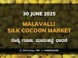 Malavalli Silk Cocoon Market Price Rate ಮಳವಳ್ಳಿ ರೇಷ್ಮೆ ಗೂಡು ಮಾರುಕಟ್ಟೆ ಧಾರಣೆ