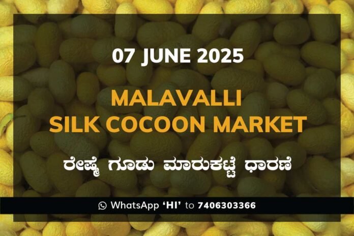 Malavalli Silk Cocoon Market Price Rate ಮಳವಳ್ಳಿ ರೇಷ್ಮೆ ಗೂಡು ಮಾರುಕಟ್ಟೆ ಧಾರಣೆ