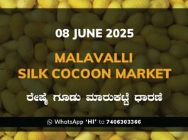 Malavalli Silk Cocoon Market Price Rate ಮಳವಳ್ಳಿ ರೇಷ್ಮೆ ಗೂಡು ಮಾರುಕಟ್ಟೆ ಧಾರಣೆ