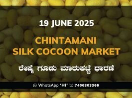 Chintamani Silk Cocoon Market ಚಿಂತಾಮಣಿ ರೇಷ್ಮೆ ಗೂಡು ಮಾರುಕಟ್ಟೆ ಧಾರಣೆ