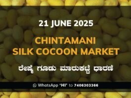 Chintamani Silk Cocoon Market ಚಿಂತಾಮಣಿ ರೇಷ್ಮೆ ಗೂಡು ಮಾರುಕಟ್ಟೆ ಧಾರಣೆ