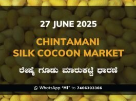 Chintamani Silk Cocoon Market ಚಿಂತಾಮಣಿ ರೇಷ್ಮೆ ಗೂಡು ಮಾರುಕಟ್ಟೆ ಧಾರಣೆ
