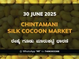 Chintamani Silk Cocoon Market ಚಿಂತಾಮಣಿ ರೇಷ್ಮೆ ಗೂಡು ಮಾರುಕಟ್ಟೆ ಧಾರಣೆ