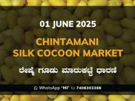 Chintamani Silk Cocoon Market ಚಿಂತಾಮಣಿ ರೇಷ್ಮೆ ಗೂಡು ಮಾರುಕಟ್ಟೆ ಧಾರಣೆ