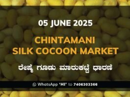 Chintamani Silk Cocoon Market ಚಿಂತಾಮಣಿ ರೇಷ್ಮೆ ಗೂಡು ಮಾರುಕಟ್ಟೆ ಧಾರಣೆ