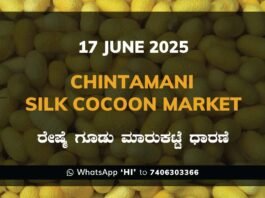 Chintamani Silk Cocoon Market ಚಿಂತಾಮಣಿ ರೇಷ್ಮೆ ಗೂಡು ಮಾರುಕಟ್ಟೆ ಧಾರಣೆ