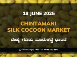 Chintamani Silk Cocoon Market ಚಿಂತಾಮಣಿ ರೇಷ್ಮೆ ಗೂಡು ಮಾರುಕಟ್ಟೆ ಧಾರಣೆ