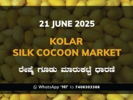 Kolar Silk Cocoon Market Price Rate ಕೋಲಾರ ರೇಷ್ಮೆ ಗೂಡು ಮಾರುಕಟ್ಟೆ ಧಾರಣೆ
