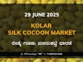 Kolar Silk Cocoon Market Price Rate ಕೋಲಾರ ರೇಷ್ಮೆ ಗೂಡು ಮಾರುಕಟ್ಟೆ ಧಾರಣೆ