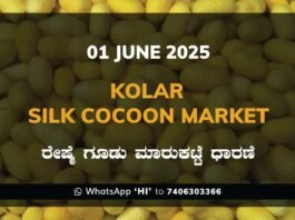 Kolar Silk Cocoon Market Price Rate ಕೋಲಾರ ರೇಷ್ಮೆ ಗೂಡು ಮಾರುಕಟ್ಟೆ ಧಾರಣೆ