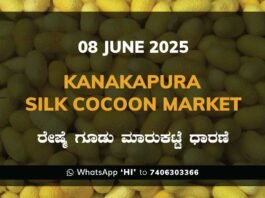 Kanakapura Silk Cocoon Market ಕನಕಪುರ ರೇಷ್ಮೆ ಗೂಡು ಮಾರುಕಟ್ಟೆ ಧಾರಣೆ