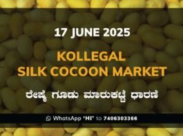 Kollegal Silk Cocoon Market Price Rate ಕೊಳ್ಳೇಗಾಲ ರೇಷ್ಮೆ ಗೂಡು ಮಾರುಕಟ್ಟೆ ಧಾರಣೆ