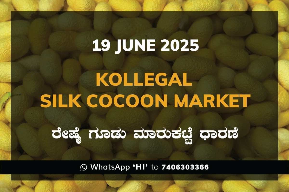 29 Kollegal Silk Cocoon Market Price Rate ಕೊಳ್ಳೇಗಾಲ ರೇಷ್ಮೆ ಗೂಡು ಮಾರುಕಟ್ಟೆ ಧಾರಣೆ
