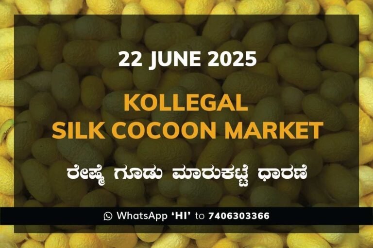 Kollegal Silk Cocoon Market Price Rate ಕೊಳ್ಳೇಗಾಲ ರೇಷ್ಮೆ ಗೂಡು ಮಾರುಕಟ್ಟೆ ಧಾರಣೆ