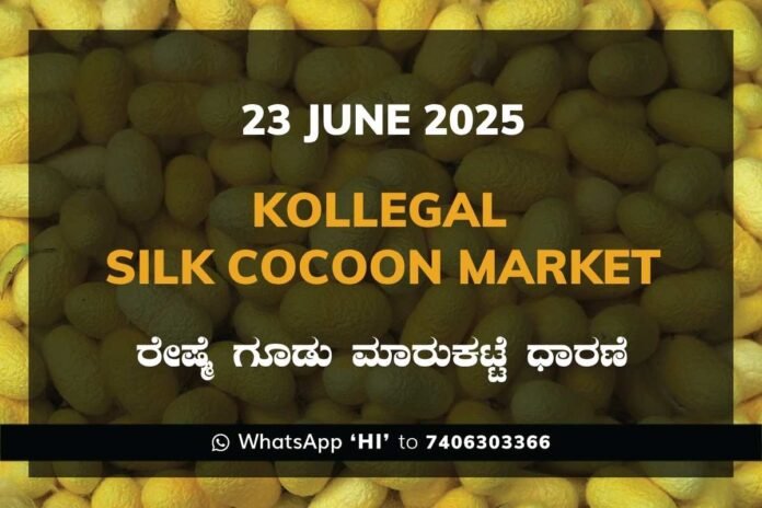 Kollegal Silk Cocoon Market Price Rate ಕೊಳ್ಳೇಗಾಲ ರೇಷ್ಮೆ ಗೂಡು ಮಾರುಕಟ್ಟೆ ಧಾರಣೆ