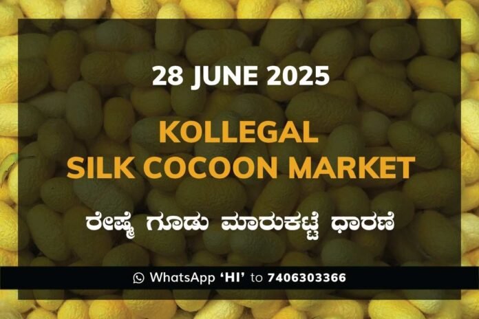 Kollegal Silk Cocoon Market Price Rate ಕೊಳ್ಳೇಗಾಲ ರೇಷ್ಮೆ ಗೂಡು ಮಾರುಕಟ್ಟೆ ಧಾರಣೆ