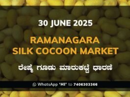 Ramanagara Silk Cocoon Market ರಾಮನಗರ ರೇಷ್ಮೆ ಗೂಡು ಮಾರುಕಟ್ಟೆ ಧಾರಣೆ