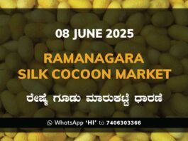 Ramanagara Silk Cocoon Market ರಾಮನಗರ ರೇಷ್ಮೆ ಗೂಡು ಮಾರುಕಟ್ಟೆ ಧಾರಣೆ
