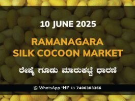 Ramanagara Silk Cocoon Market ರಾಮನಗರ ರೇಷ್ಮೆ ಗೂಡು ಮಾರುಕಟ್ಟೆ ಧಾರಣೆ