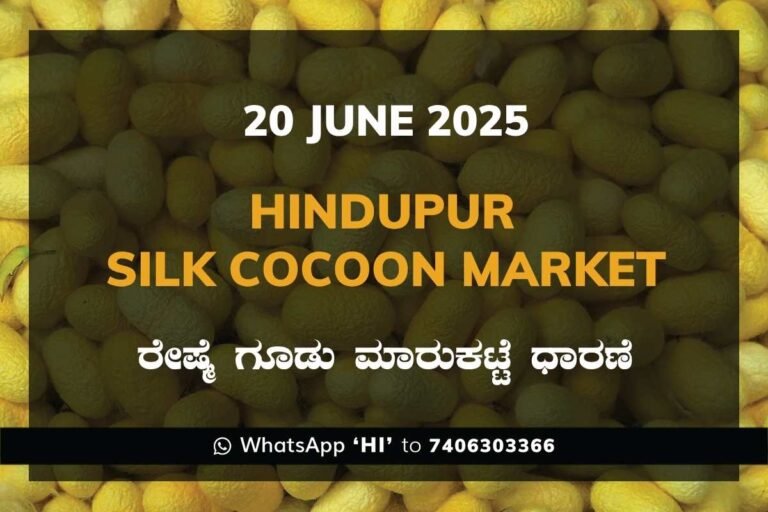 Hindupur Government Silk Cocoon Market Daily Rate Report ಹಿಂದೂಪುರ ರೇಷ್ಮೆ ಗೂಡು ಮಾರುಕಟ್ಟೆ ಧಾರಣೆ