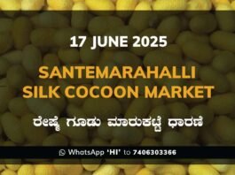 Silk Santhemarahalli Santemarahalli Government Cocoon Market ಸಂತೇಮರಹಳ್ಳಿ ರೇಷ್ಮೆ ಗೂಡು ಮಾರುಕಟ್ಟೆ ಧಾರಣೆ