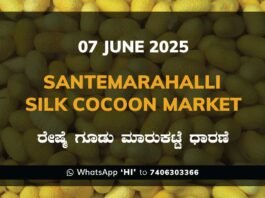 Silk Santhemarahalli Santemarahalli Government Cocoon Market ಸಂತೇಮರಹಳ್ಳಿ ರೇಷ್ಮೆ ಗೂಡು ಮಾರುಕಟ್ಟೆ ಧಾರಣೆ