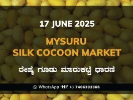 Mysuru Mysore Silk Cocoon Market Price Rate ಮೈಸೂರು ರೇಷ್ಮೆ ಗೂಡು ಮಾರುಕಟ್ಟೆ ಧಾರಣೆ