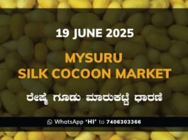 Mysuru Mysore Silk Cocoon Market Price Rate ಮೈಸೂರು ರೇಷ್ಮೆ ಗೂಡು ಮಾರುಕಟ್ಟೆ ಧಾರಣೆ