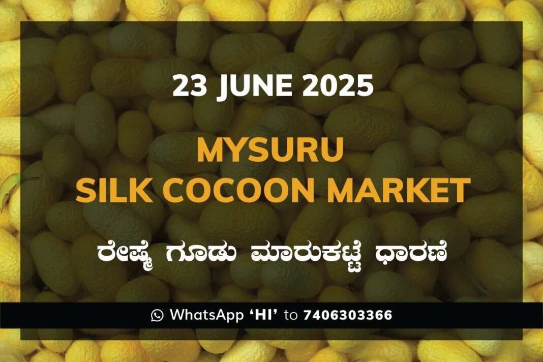 Mysuru Mysore Silk Cocoon Market Price Rate ಮೈಸೂರು ರೇಷ್ಮೆ ಗೂಡು ಮಾರುಕಟ್ಟೆ ಧಾರಣೆ