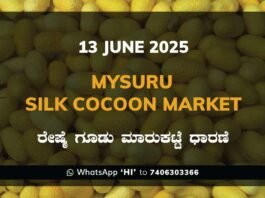 Mysuru Mysore Silk Cocoon Market Price Rate ಮೈಸೂರು ರೇಷ್ಮೆ ಗೂಡು ಮಾರುಕಟ್ಟೆ ಧಾರಣೆ
