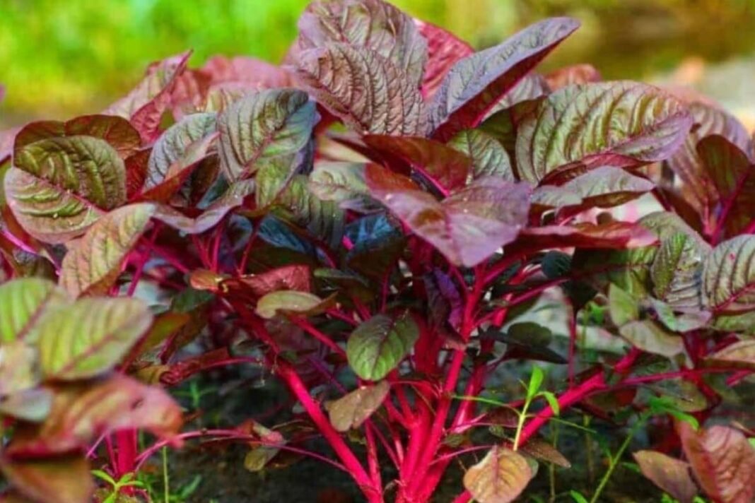 Red Amaranth