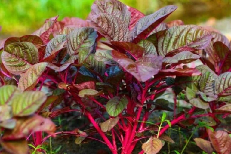 Red Amaranth