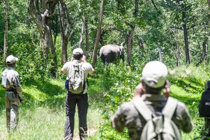 Bandipur forest staff stumbles: Controversy over taking tourists to restricted area