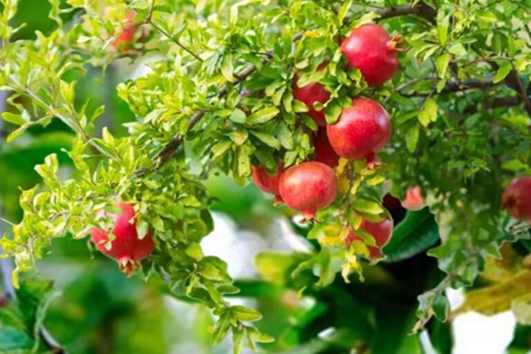 Pomegranate leaves