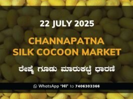 Channapatna Silk Cocoon Market Price Rate ಚನ್ನಪಟ್ಟಣ ರೇಷ್ಮೆ ಗೂಡು ಮಾರುಕಟ್ಟೆ ಧಾರಣೆ