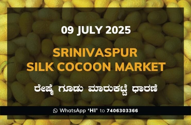 Srinivaspur Government Silk Cocoon Market Daily Rate Report ಶ್ರೀನಿವಾಸಪುರ ರೇಷ್ಮೆ ಗೂಡು ಮಾರುಕಟ್ಟೆ ಧಾರಣೆ