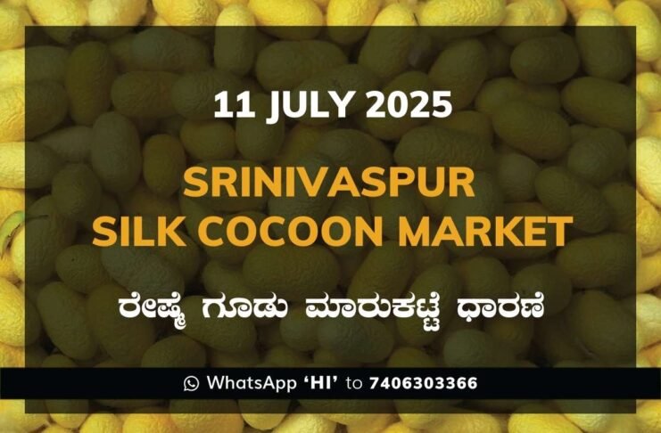 Srinivaspur Government Silk Cocoon Market Daily Rate Report ಶ್ರೀನಿವಾಸಪುರ ರೇಷ್ಮೆ ಗೂಡು ಮಾರುಕಟ್ಟೆ ಧಾರಣೆ