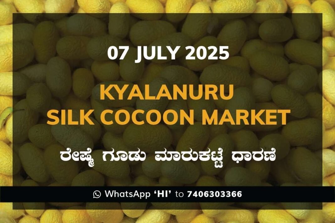Kyalanur Government Silk Cocoon Market Daily Rate Report ಕ್ಯಾಲನೂರು ರೇಷ್ಮೆ ಗೂಡು ಮಾರುಕಟ್ಟೆ ಧಾರಣೆ