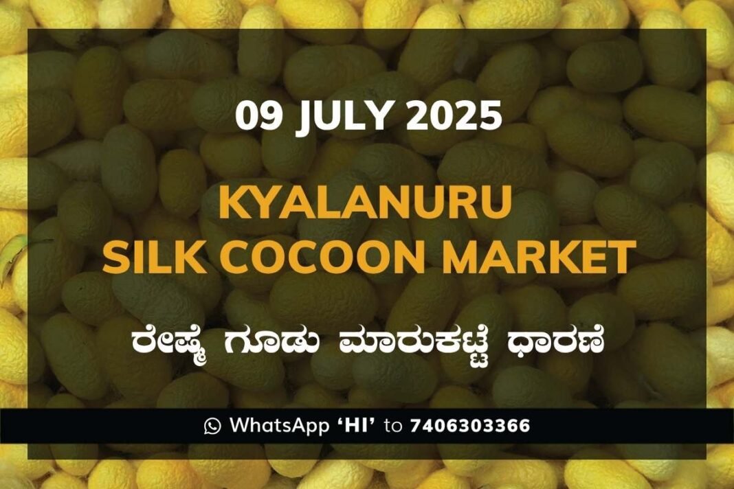 Kyalanur Government Silk Cocoon Market Daily Rate Report ಕ್ಯಾಲನೂರು ರೇಷ್ಮೆ ಗೂಡು ಮಾರುಕಟ್ಟೆ ಧಾರಣೆ