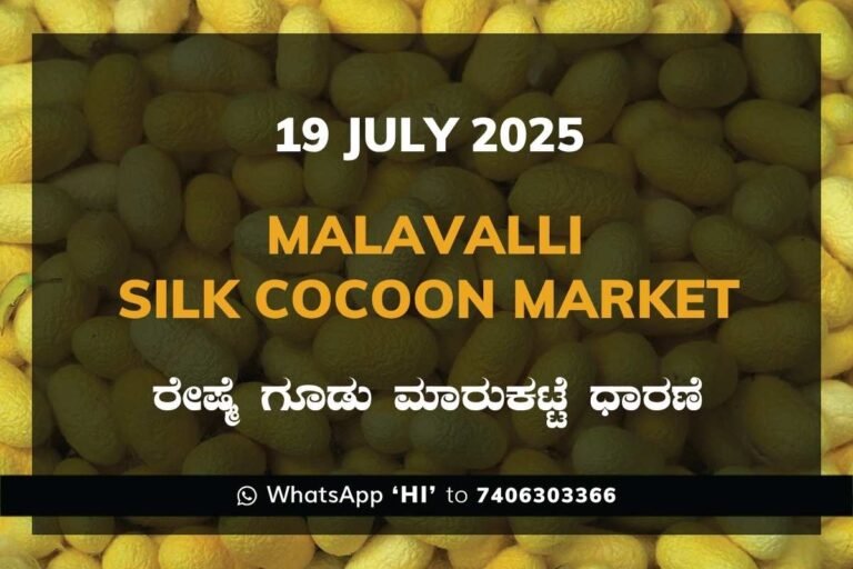 Malavalli Silk Cocoon Market Price Rate ಮಳವಳ್ಳಿ ರೇಷ್ಮೆ ಗೂಡು ಮಾರುಕಟ್ಟೆ ಧಾರಣೆ
