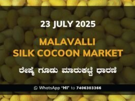 Malavalli Silk Cocoon Market Price Rate ಮಳವಳ್ಳಿ ರೇಷ್ಮೆ ಗೂಡು ಮಾರುಕಟ್ಟೆ ಧಾರಣೆ