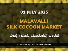 Malavalli Silk Cocoon Market Price Rate ಮಳವಳ್ಳಿ ರೇಷ್ಮೆ ಗೂಡು ಮಾರುಕಟ್ಟೆ ಧಾರಣೆ