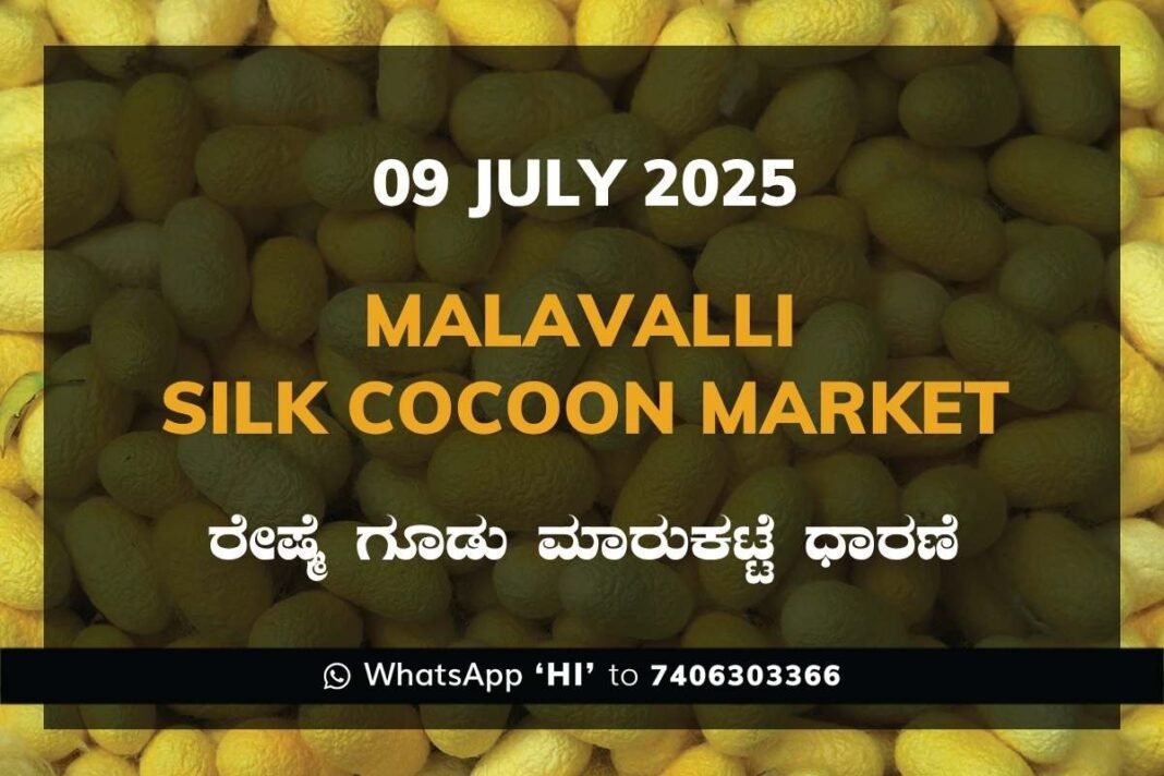 Malavalli Silk Cocoon Market Price Rate ಮಳವಳ್ಳಿ ರೇಷ್ಮೆ ಗೂಡು ಮಾರುಕಟ್ಟೆ ಧಾರಣೆ