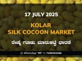 Kolar Silk Cocoon Market Price Rate ಕೋಲಾರ ರೇಷ್ಮೆ ಗೂಡು ಮಾರುಕಟ್ಟೆ ಧಾರಣೆ