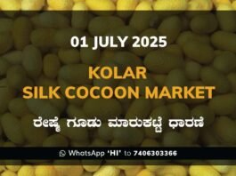 Kolar Silk Cocoon Market Price Rate ಕೋಲಾರ ರೇಷ್ಮೆ ಗೂಡು ಮಾರುಕಟ್ಟೆ ಧಾರಣೆ