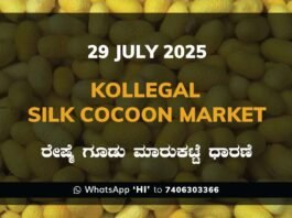 Kollegal Silk Cocoon Market Price Rate ಕೊಳ್ಳೇಗಾಲ ರೇಷ್ಮೆ ಗೂಡು ಮಾರುಕಟ್ಟೆ ಧಾರಣೆ