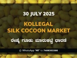 Kollegal Silk Cocoon Market Price Rate ಕೊಳ್ಳೇಗಾಲ ರೇಷ್ಮೆ ಗೂಡು ಮಾರುಕಟ್ಟೆ ಧಾರಣೆ
